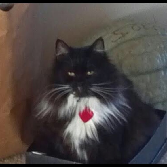 Meet your Posher, Stephanie - Picture 1 of 1